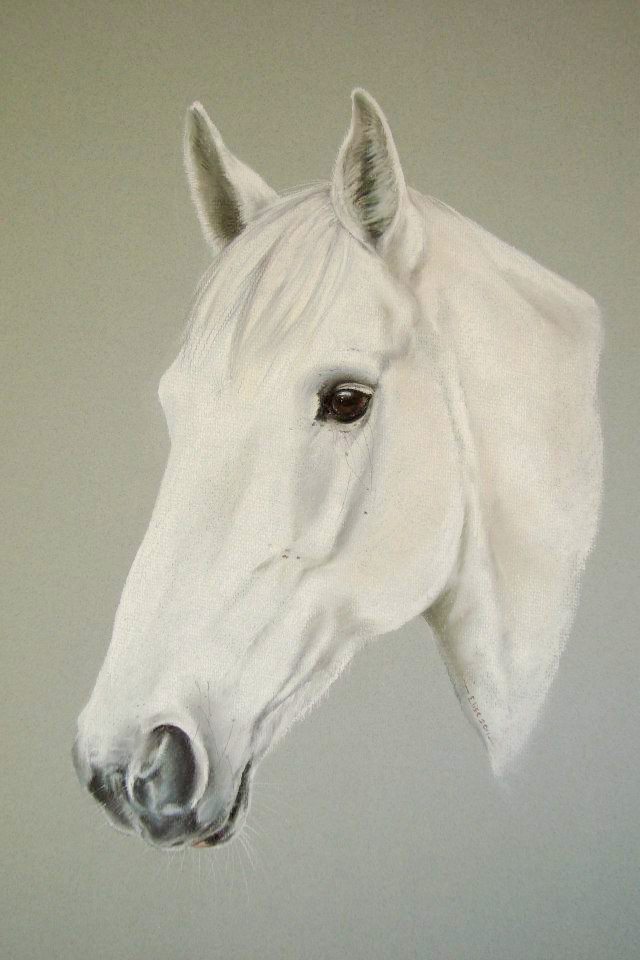 10612974_1455279651410158_4802520679694948369_n